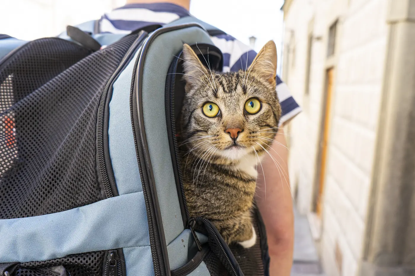 A tabby cat looking out of a light blue backpack carrier on a city street