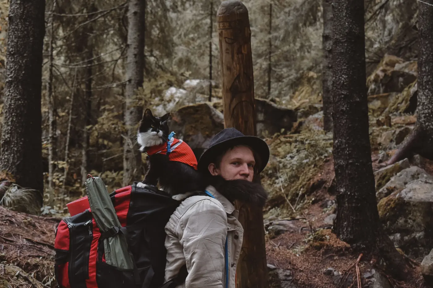 A hiker with a large red backpack in a pine forest, a tuxedo cat riding on top of the pack